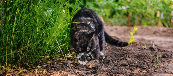 Μια Βρετανίδα Γάτα Κίτρινα Μάτια Περπατάει Στον Κήπο Σκάβοντας Ένα — Φωτογραφία Αρχείου