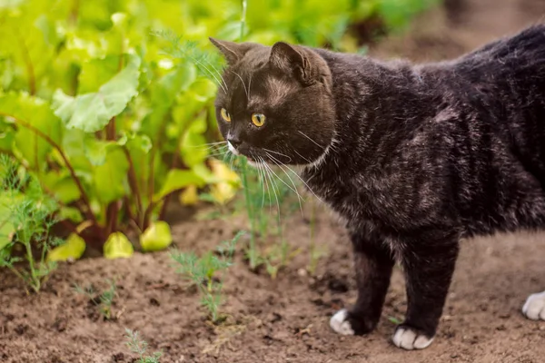 Brittisk Katt Med Gula Ögon Grå Vit Färg — Stockfoto