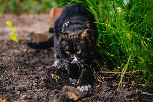 Brittisk Katt Med Gula Ögon Går Trädgården Gräver Grop För — Stockfoto