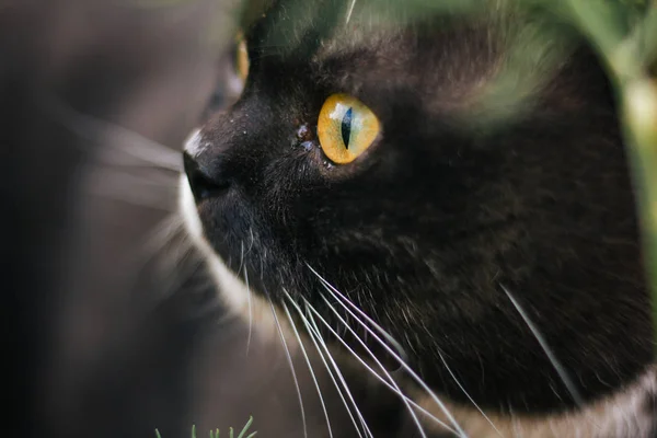 Chat Britannique Aux Yeux Jaunes Couleur Blanche Grise — Photo