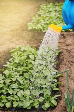 Plastik sulama tenekesinden bahçeyi suluyorum. Bir adamın eli, çiçekleri sulayan bir teneke kutu tutar..