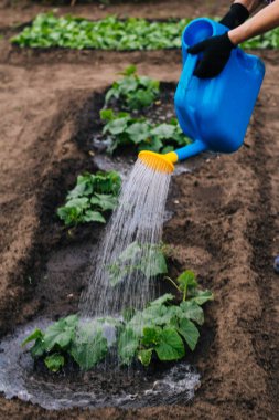 Plastik sulama tenekesinden bahçeyi suluyorum. Bir adamın eli, çiçekleri sulayan bir teneke kutu tutar..