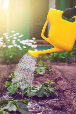 Plastik sulama tenekesinden bahçeyi suluyorum. Bir adamın eli, çiçekleri sulayan bir teneke kutu tutar..