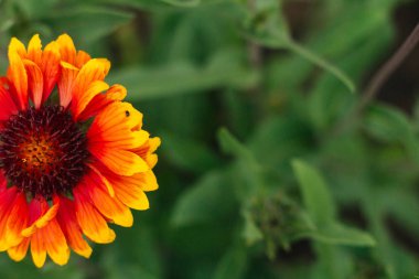 Yeşil arka planda turuncu çiçek. Bahçe ve konaklama yeri için çiçekler.