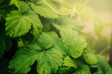Leaves of hops. Green large leaves. Yellow glow