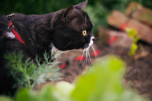 Brittisk Katt Med Gula Ögon Grå Vit Färg — Stockfoto