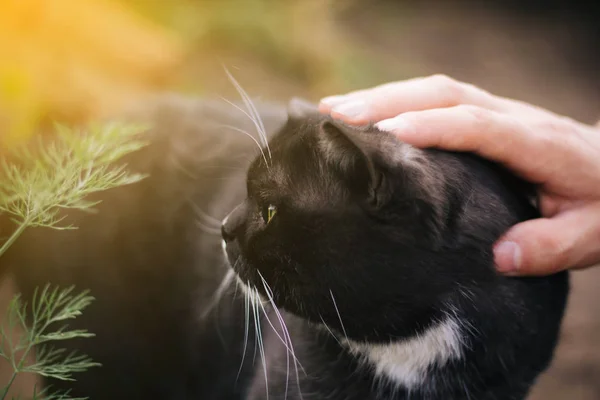 Mano Hombre Acaricia Gato Británico Gato Pura Sangre Gris Con — Foto de Stock