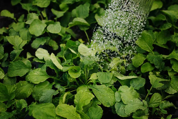 Folhas Molhadas Rabanetes Folhas Verdes Grandes Com Gotas Água Regar — Fotografia de Stock