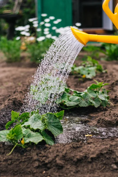 Annaffiare Giardino Dalla Lattina Plastica Mano Uomo Tiene Annaffiatoio Sui — Foto Stock