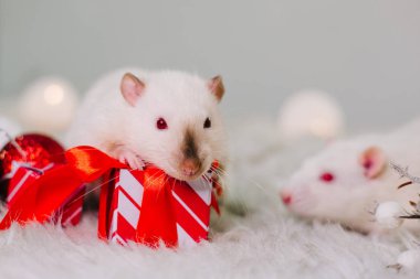 Kırmızı gözlü iki beyaz sıçan Noel süslemeleri arasında tüylü bir halının üzerinde oturuyorlar. Yeni yıl dekoru. Birbirini seven iki fare Noel 'le tanışır