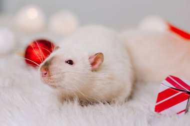 Yetenekli bir fare. Kırmızı gözlü beyaz bir sıçan, Noel süslemeleri arasında tüylü bir halıya oturur. Yeni Yıl Dekorasyonu