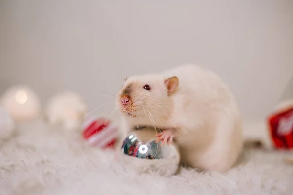 Белая Крыса Красными Глазами Сидит Пушистом Ковре Среди Рождественских Украшений — стоковое фото