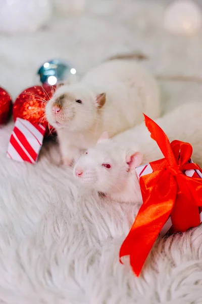 Две Белые Крысы Красными Глазами Сидят Пушистом Ковре Среди Рождественских — стоковое фото