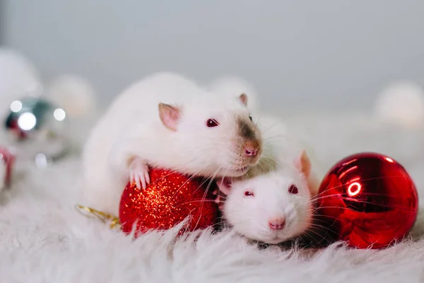 Две Белые Крысы Красными Глазами Сидят Пушистом Ковре Среди Рождественских — стоковое фото