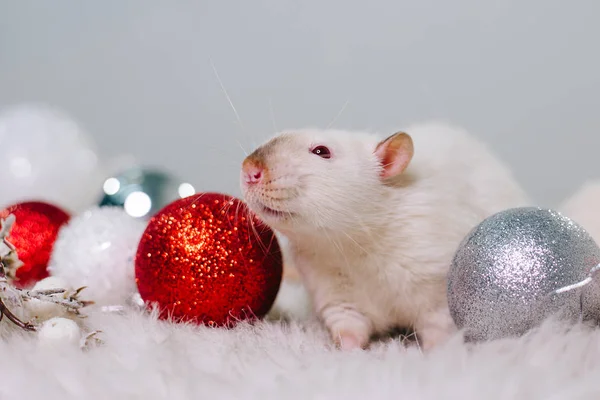 Мышь Подарком Белая Крыса Красными Глазами Сидит Пушистом Ковре Среди — стоковое фото