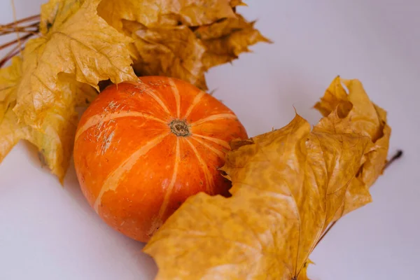 Pumpkin with dry autumn leaves isolated