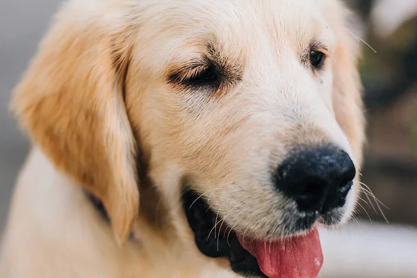 Cachorrinho Labrador Branco Senta Asfalto Cão Está Espera Dono — Fotografia de Stock