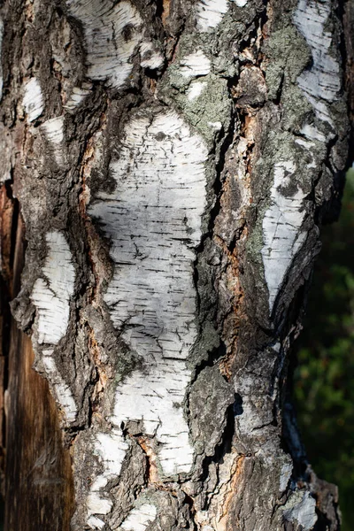 Birch Birch Güney Urallar Olduğunu Tespit Etti Güney Urallar — Stok fotoğraf