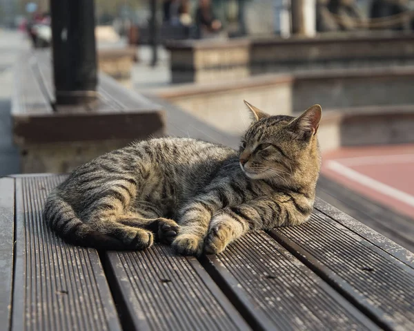 Üçte heyecanlı bir gezi..