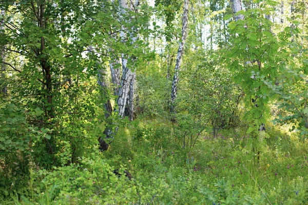 Birch Grove Urallar 'da yer almaktadır..