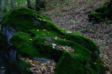 Canlı yeşil yosunlarla kaplanmış büyük bir kaya ön plana hükmediyor ve yapraklar etrafa saçılıyor. Orman zemini ve ağaçlar dingin bir zemin oluşturur..