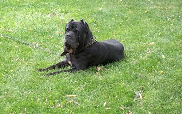 Czarny Młody Cane Corso Dog Siedzi Zielonej Trawie Zewnątrz Duże — Zdjęcie stockowe