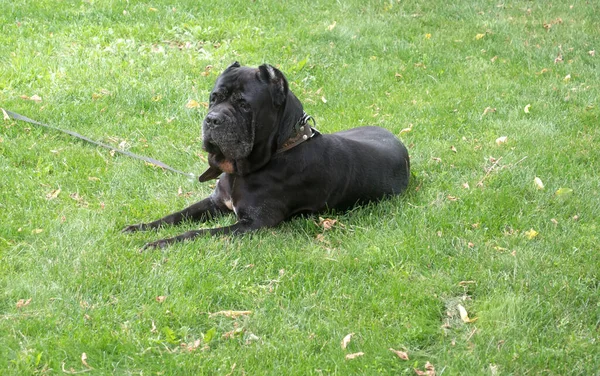 Schwarzer Junger Cane Corso Hund Sitzt Auf Grünem Gras Freien — Stockfoto