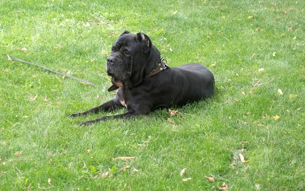 Negro Joven Bastón Corso Perro Sentarse Verde Hierba Aire Libre — Foto de Stock