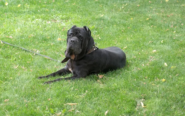 Black Young Cane Corso Dog Sit Green Grass Outdoors Velká — Stock fotografie