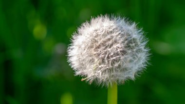 Yeşil çimenlerin üzerinde tüylü bir karahindiba