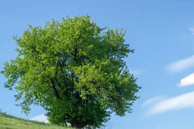 Dağda otla kaplı bir meşe ağacı.
