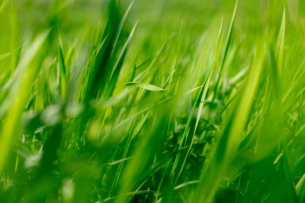 Jeune Herbe Verte Soleil Fond Écran Vert Naturel Abstrait — Photo