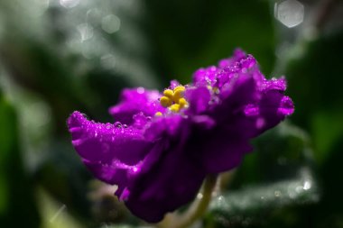 Çiçekli Afrika menekşesi tomurcuğu.