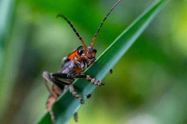 Yeşil Çimenler Üzerinde Asker Böcek Cantharis Rustica — Stok fotoğraf