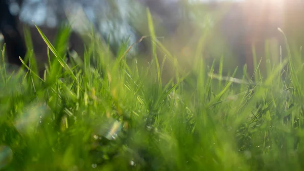 Photo Abstraite Herbe Verte Dans Bokeh Fond Vert Avec Flou — Photo