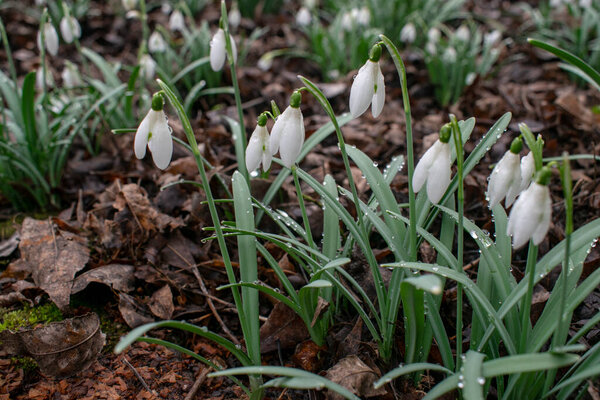 Young snowdrops with dew drops. Spring elegant snowdrops in bokeh