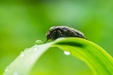 Yaprağın üzerinde su damlaları olan kıllı bir böceğin makro fotoğrafı.