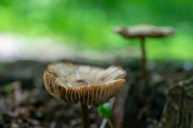 Sonbahar ormanlarında yeşil liken ile kaplanmış yaşlı ağacın gövdesinde zehirli mantarlar seçici bir şekilde bulanık arka plana odaklanmış.