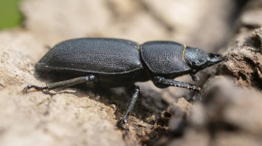 Big black beetle on a stump.