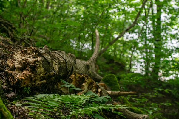 Log Derrubado Arbustos Samambaia Contra Uma Floresta Verde Borrão — Fotografia de Stock