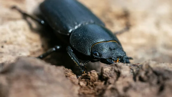 Retrato Escaravelho Preto Lenhador Curtidor Rastejando Árvore — Fotografia de Stock