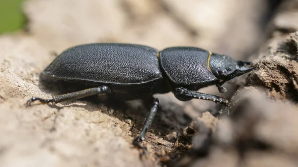 Big Black Beetle Stump — Stock fotografie