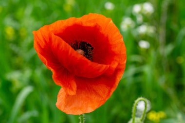 Yalnız kırmızı gelincik çiçeği. Yabani haşhaş tomurcuğu.