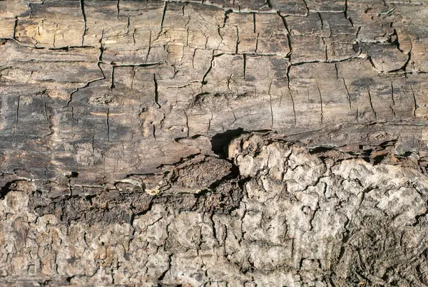 Eikenhout Textuur Oude Droge Stam — Stockfoto