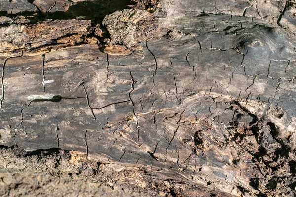 橡木质地 旧干树干 — 图库照片