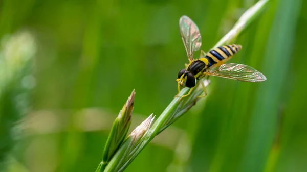 Крупный План Полосатой Мухи Бордовыми Глазами Hoverfly Flower Fly Syrphid — стоковое фото