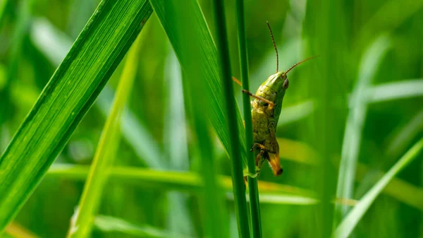 Vicces Zöld Szöcske Egy Fűszálon — Stock Fotó