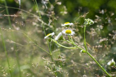 Bulanık yeşil çimenlerin üzerinde küçük narin beyaz çiçekler açar. Yakın plan, küçük nazik papatyalar. Yumuşak odaklı makro papatyalar. Arkaplan, tazelik.