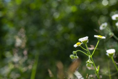 Bulanık yeşil çimenlerin üzerinde küçük narin beyaz çiçekler açıyor. Kapalı arka plan, küçük nazik papatyalar. Yumuşak odaklı makro papatyalar..