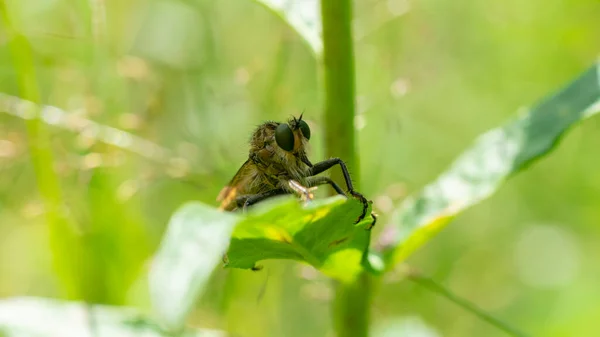 Mosca Predatória Sentada Uma Folha Verde Esperando Vítima — Fotografia de Stock